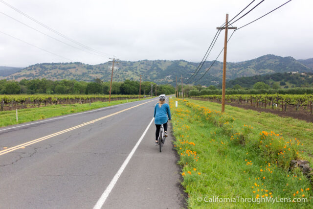 Biking Napa Valley-2