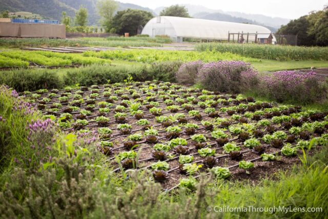 French Laundry Garden-2