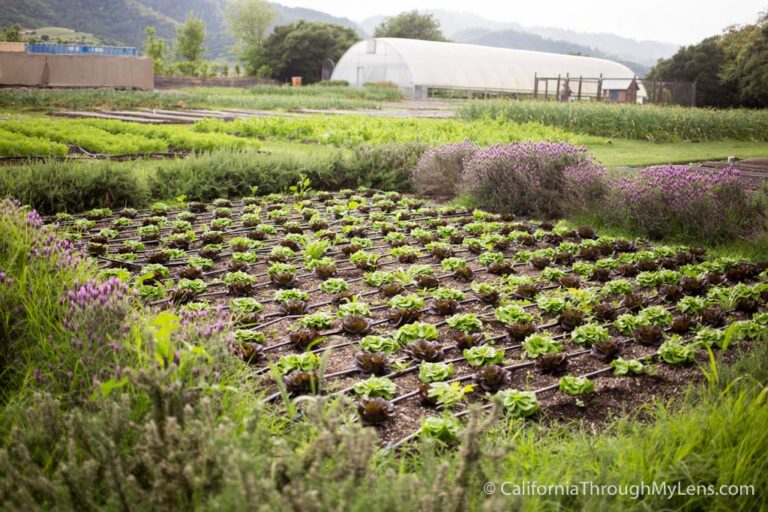 French Laundry Gardens in Yountville