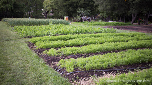 french laundry garden