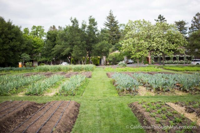 French Laundry Gardens in Yountville - California Through My Lens