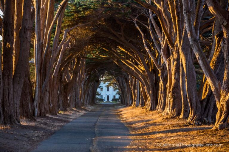 Cypress Tree Tunnel in Point Reyes National Seashore