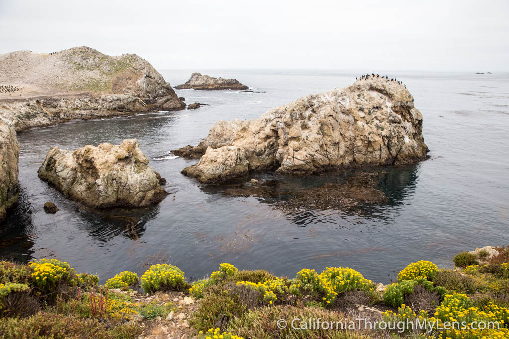 Bird Rock Trail in Point Lobos State Natural Reserve California