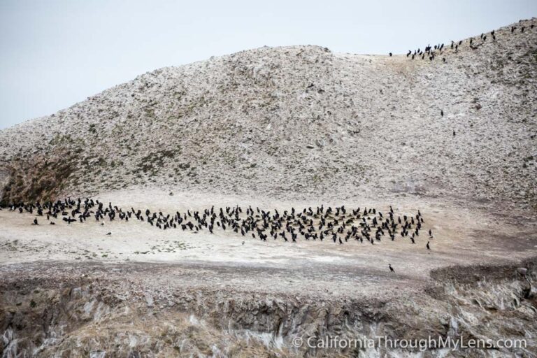 Bird Rock Trail in Point Lobos State Natural Reserve California