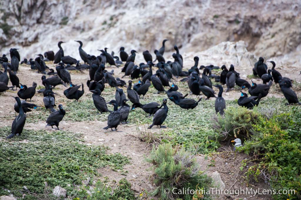 Bird Rock Trail in Point Lobos State Natural Reserve California