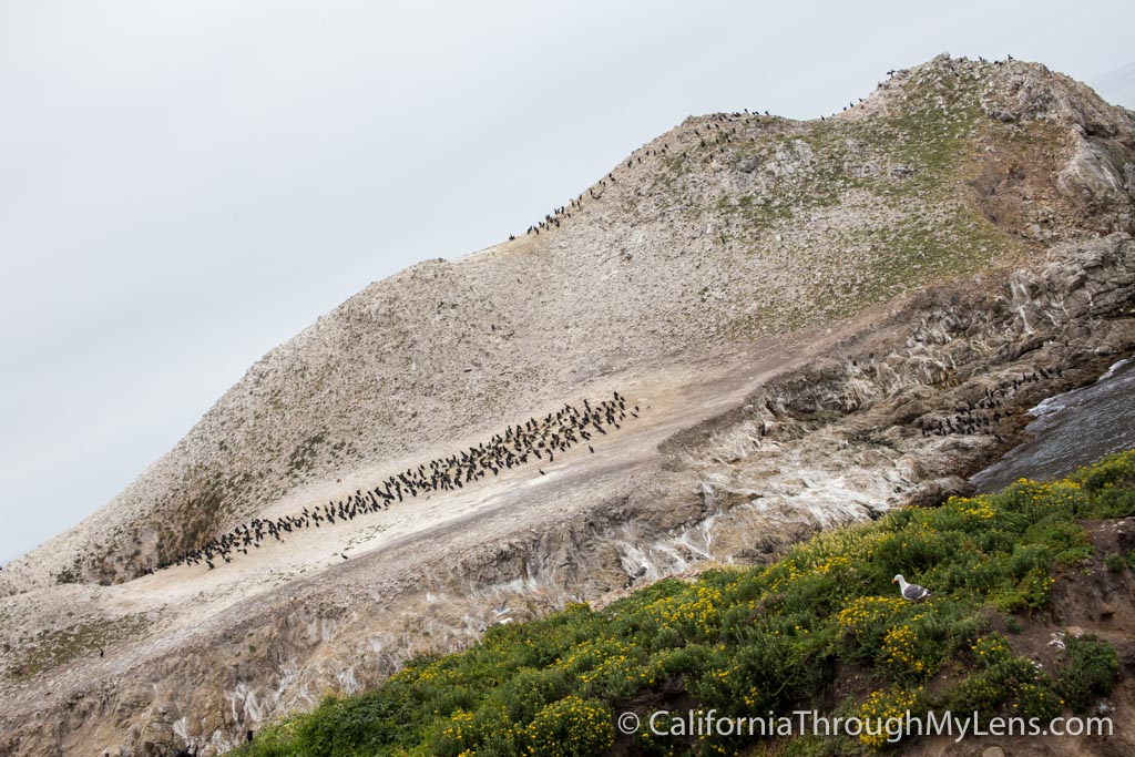 Bird Rock Trail in Point Lobos State Natural Reserve California
