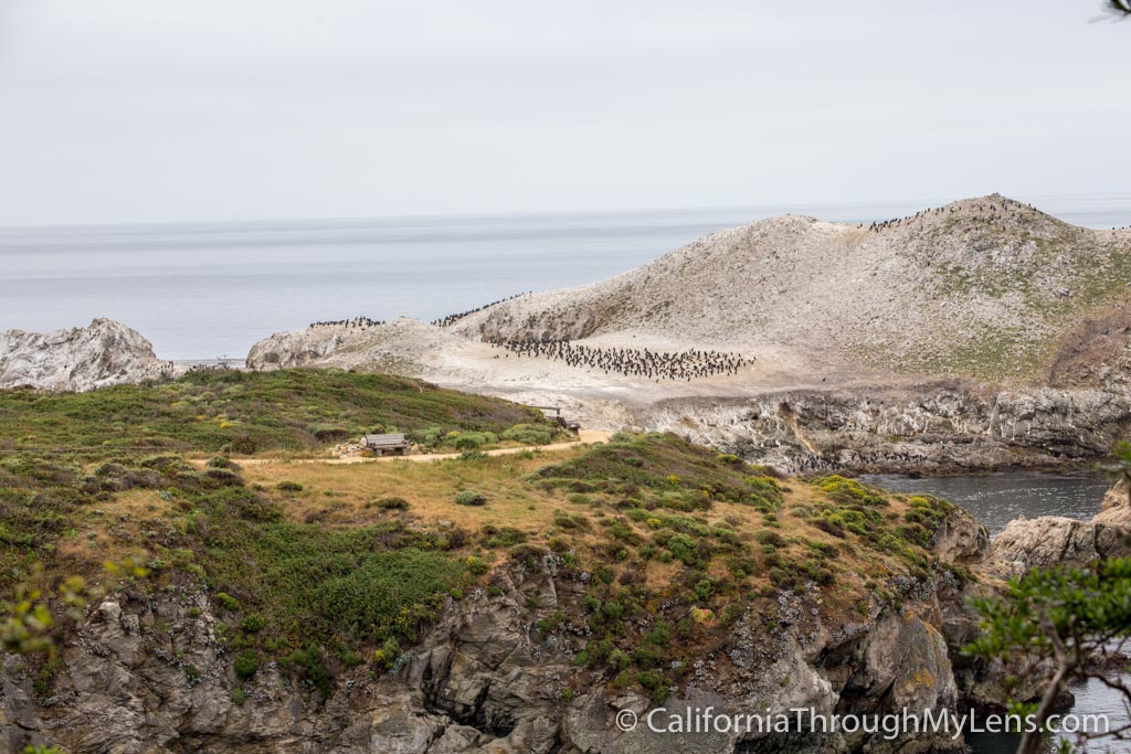 Bird Rock Trail in Point Lobos State Natural Reserve California
