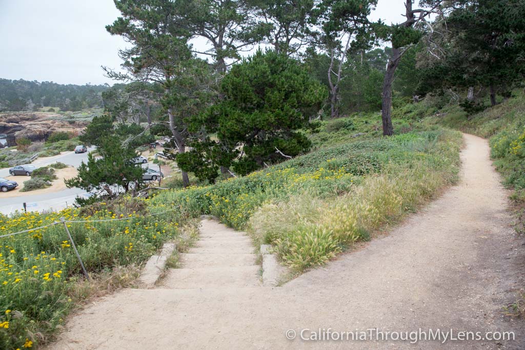 Bird Rock Trail in Point Lobos State Natural Reserve California