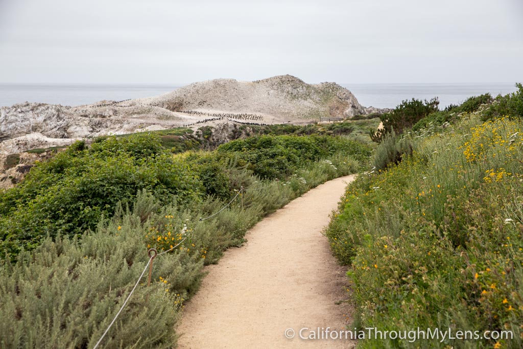 Bird Rock Trail in Point Lobos State Natural Reserve California