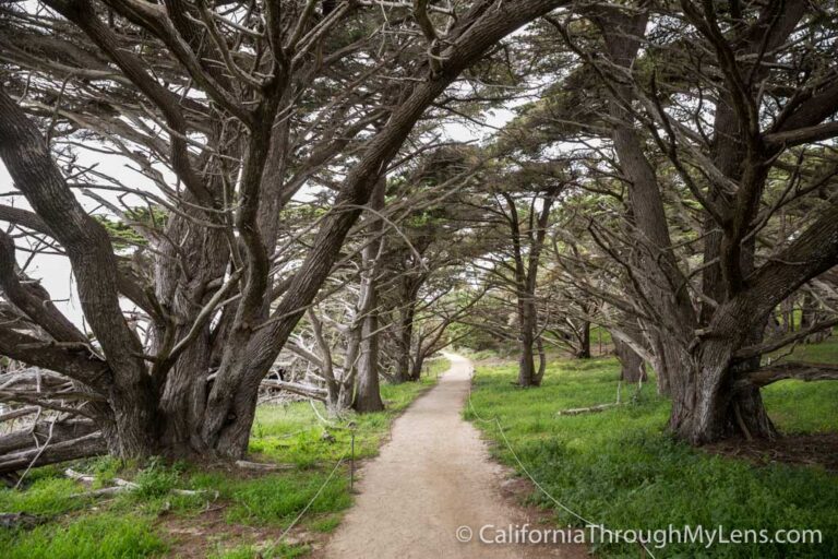 Cypress Grove Trail & Allen Memorial Grove in Point Lobos
