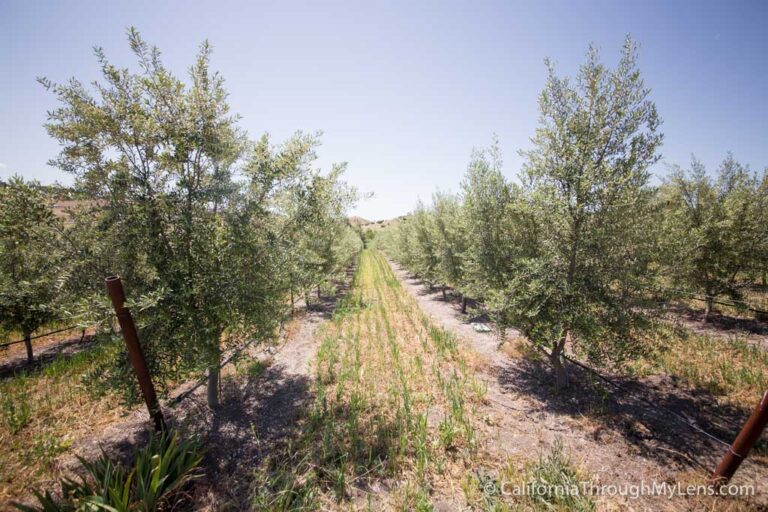 Groves on 41: Olive Oil Producing Farm in Templeton