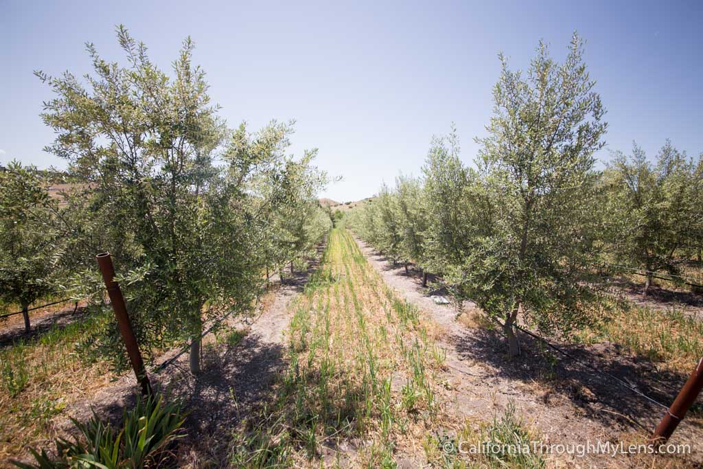Searles  Growing and Planting Olives