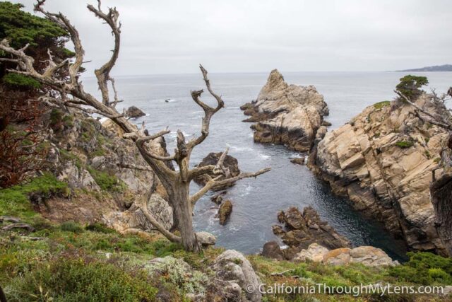 Point Lobos-1