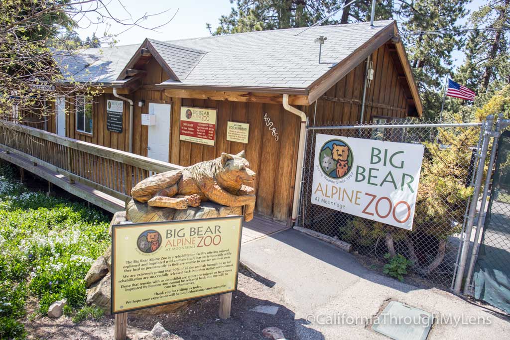 Big Bear Alpine Zoo An Animal Rehibilitation Center in Moonridge