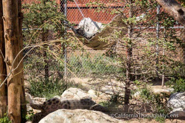 Big Bear Alpine Zoo-10