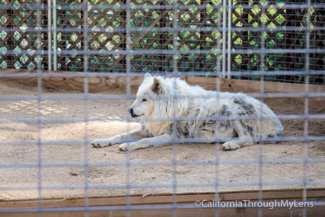 Big Bear Alpine Zoo-11