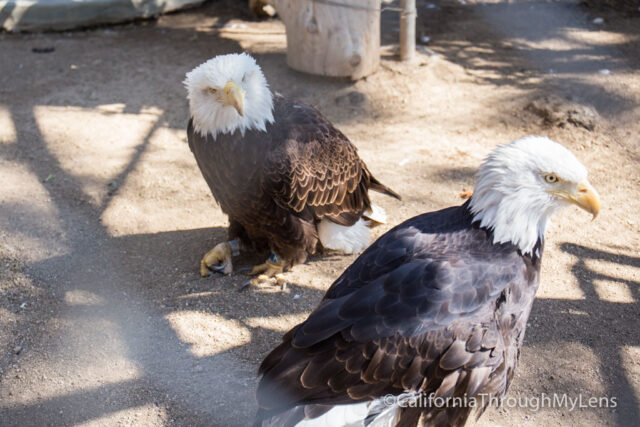 Big Bear Alpine Zoo-12