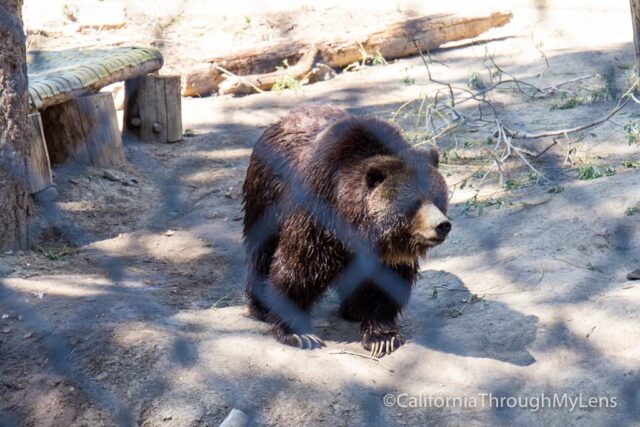 New Big Bear Alpine Zoo – an $18 million project – could open in 2020 – San  Bernardino Sun