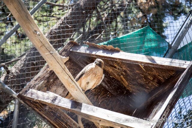 Big Bear Alpine Zoo-8