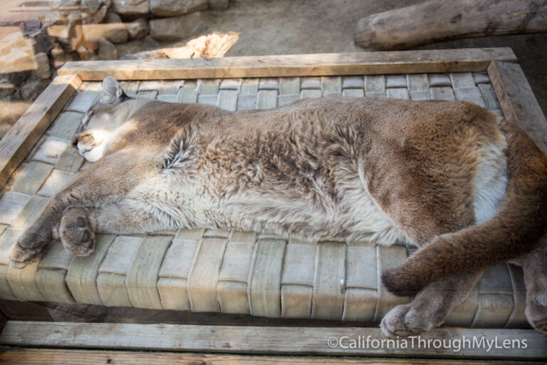Big Bear Alpine Zoo: An Animal Rehibilitation Center in Moonridge
