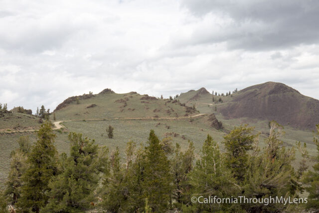 Patriarch Grove Bristlecone-1