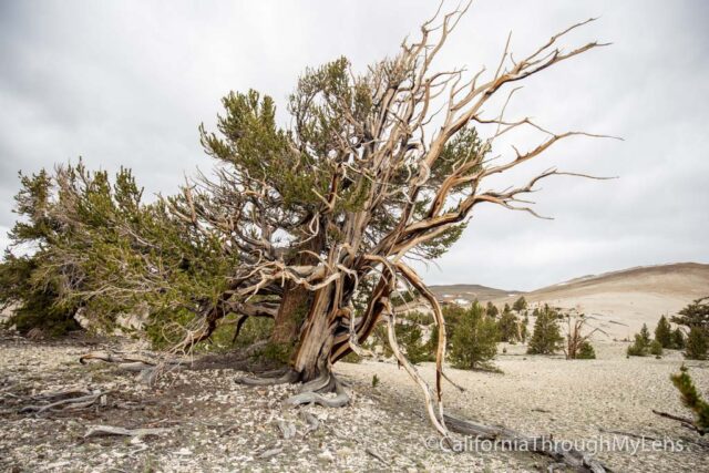 Patriarch Grove Bristlecone-10