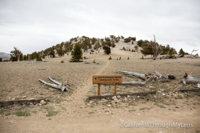 Patriarch Grove Bristlecone-13