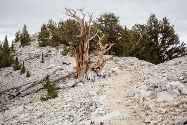 Patriarch Grove Bristlecone-14