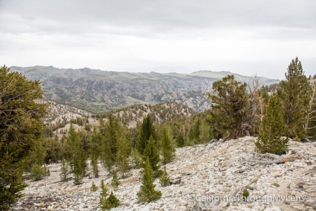 Patriarch Grove Bristlecone-16