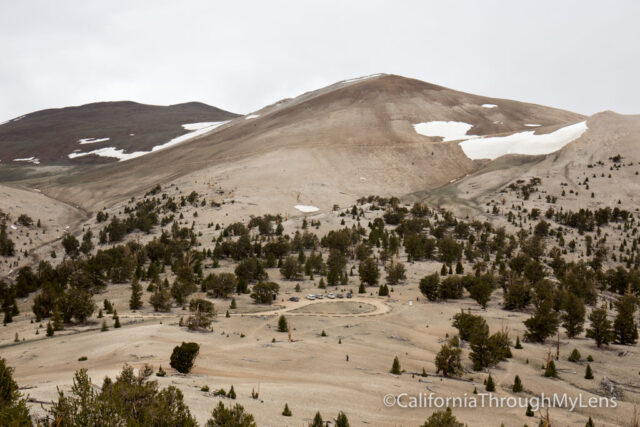 Patriarch Grove Bristlecone-17