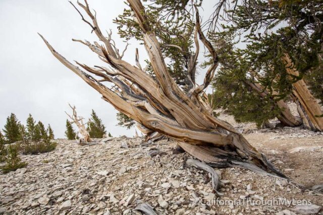 Patriarch Grove Bristlecone-19