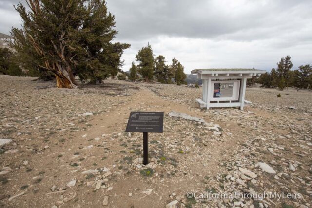 Patriarch Grove Bristlecone-2