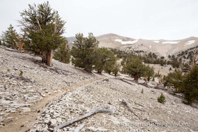 Patriarch Grove Bristlecone-20