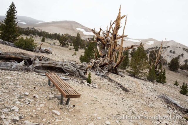 Patriarch Grove Bristlecone-21