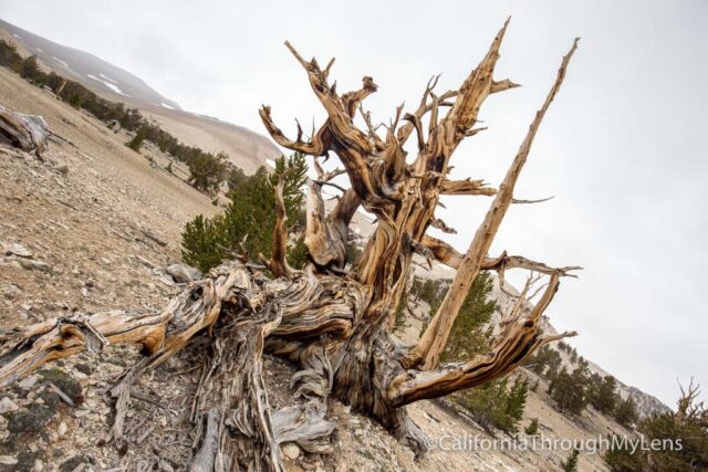 Patriarch Grove Bristlecone-22