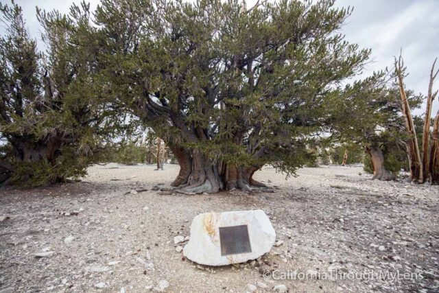 Patriarch Grove Bristlecone-3