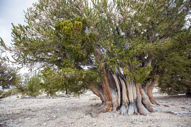 Patriarch Grove Bristlecone-4