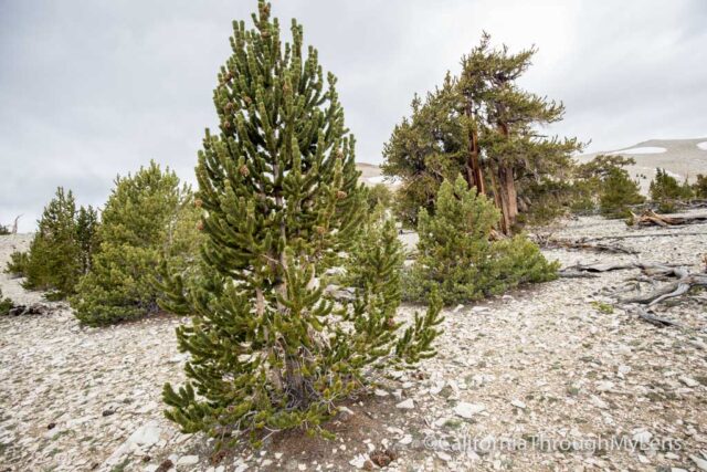 Patriarch Grove Bristlecone-7