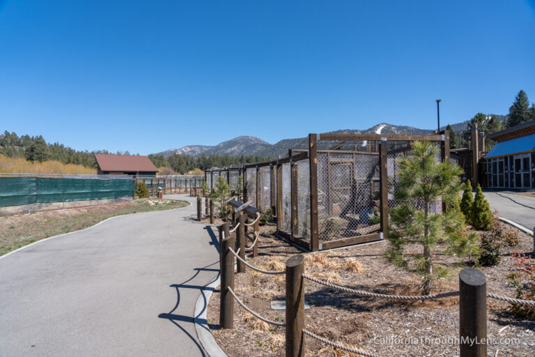 Big Bear Alpine Zoo An Animal Rehibilitation Center in Moonridge