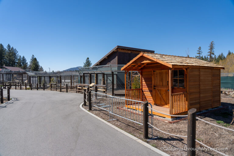 Big Bear Alpine Zoo An Animal Rehibilitation Center in Moonridge California Through My Lens