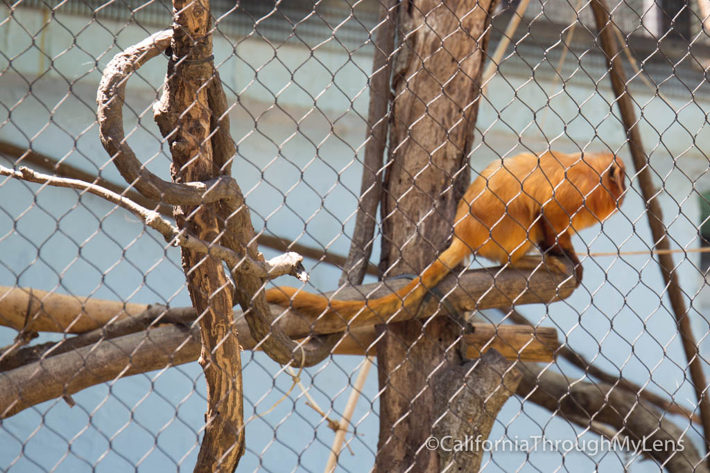 Visiting the Micke Grove Zoo in Lodi California Through My Lens