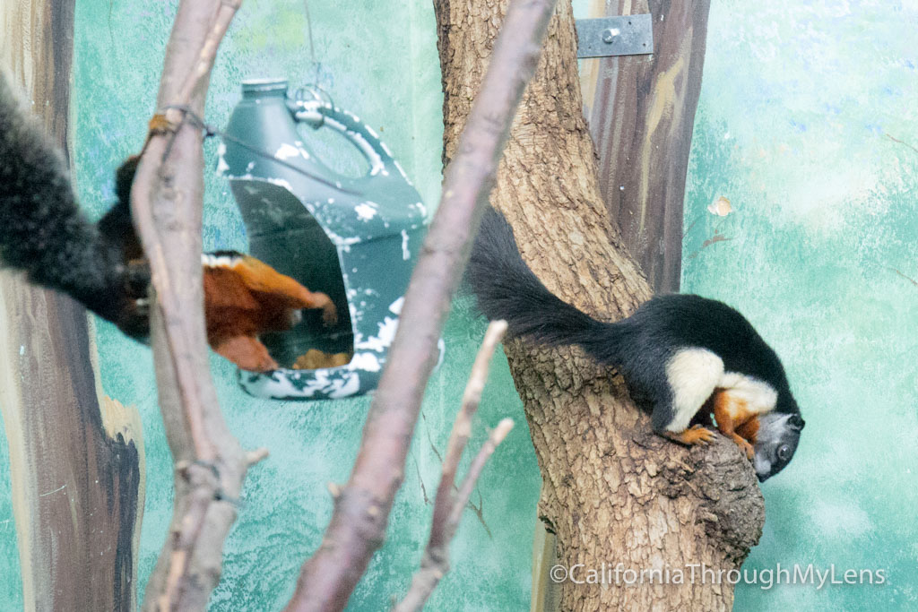 Visiting the Micke Grove Zoo in Lodi California Through My Lens