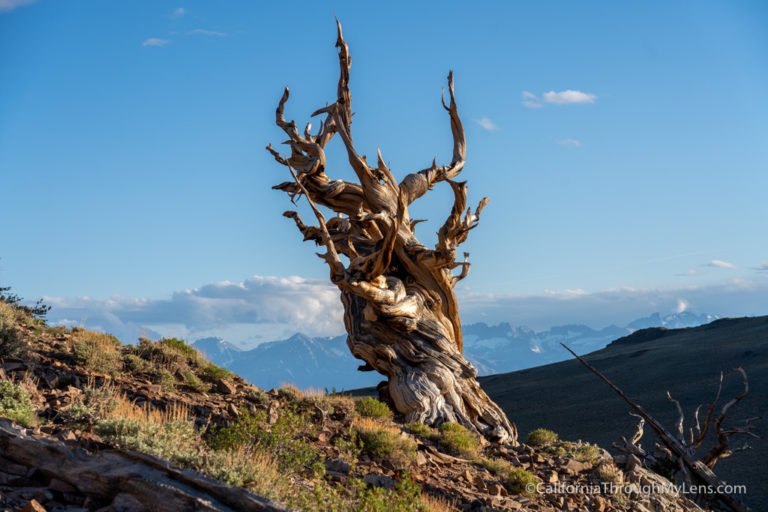 Ancient Bristlecone Forest: Discovery Trail at the Visitors Center