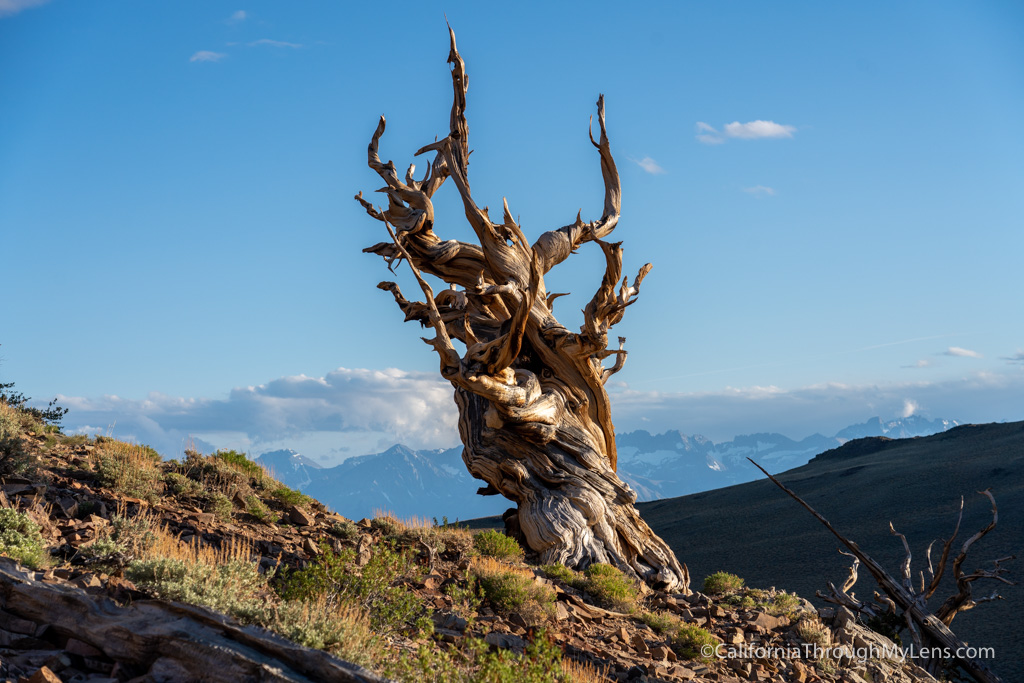 Ancient Bristlecone Forest: Discovery Trail at the ...