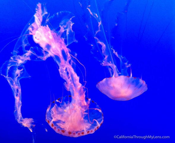 monterey aquarium-1-2