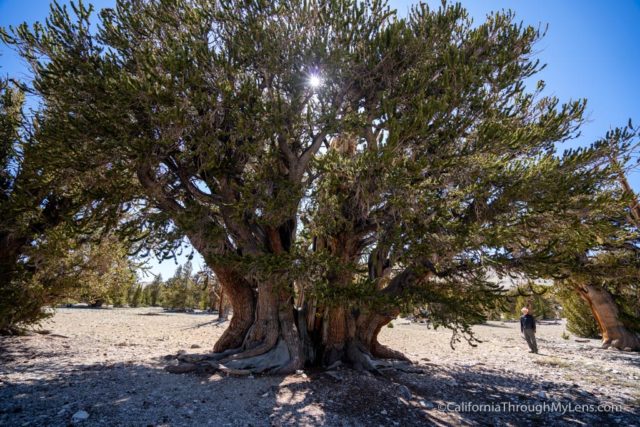 Ancient Bristlecone Forest Patriarch Grove The Largest Bristlecone Pine In The World California Through My Lens