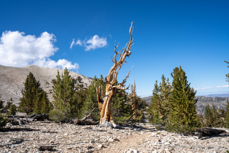 Ancient Bristlecone Forest: Patriarch Grove & the Largest Bristlecone Pine in the World