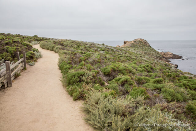 sea lion trail-2