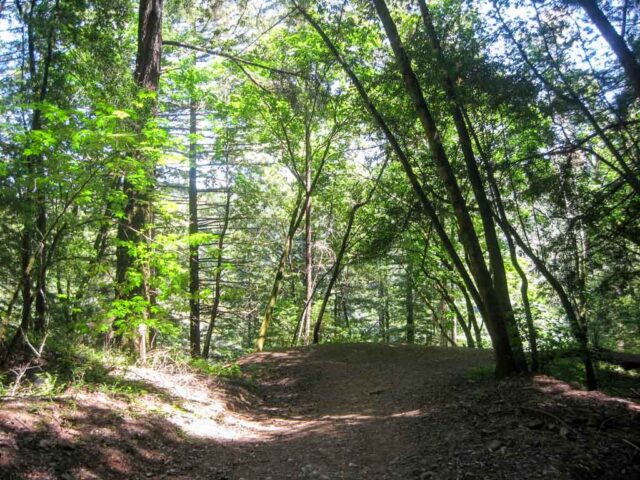 SC Henry Cowell Redwoods State Park