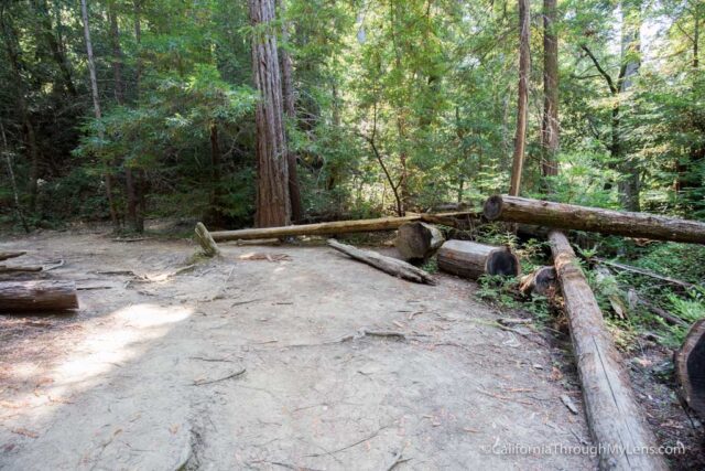 big basin waterfall loop-12